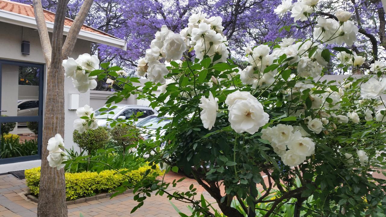 Rosebank Lodge Guesthouse By Claires جوهانسبورغ المظهر الخارجي الصورة